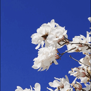 春天已来，北科花开#高校邀你来赏花#春日校园#春天你好#抖音春光正当时